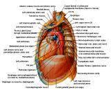 Anatomie:hart,longen,mediastinum,vagus,azygos,trachea,bronchus,vena cava,slokdarm,oesophagus,larynx,cor,diaphragma